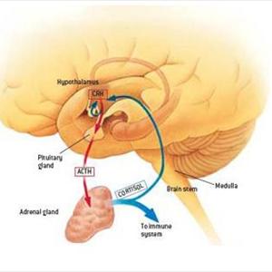 Overweight And Trying To Get Pregnant - Herbal Treatment Of Infertility